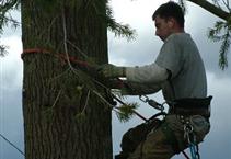 Image for Everything Tree Service with ID of: 940405