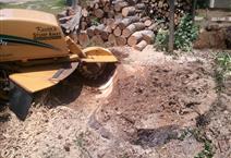 Image for Everything Tree Service with ID of: 940406