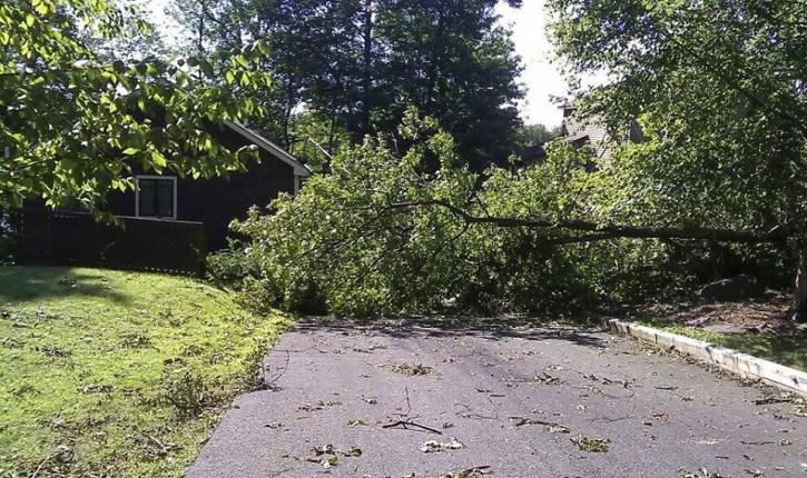 Image for Everything Tree Service with ID of: 940407