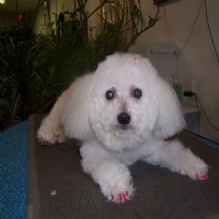 Image for Carol's Pretty Pets Salon with ID of: 942716