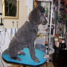 Image for Carol's Pretty Pets Salon with ID of: 942717