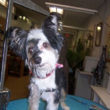 Image for Carol's Pretty Pets Salon with ID of: 942718