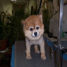 Image for Carol's Pretty Pets Salon with ID of: 942719