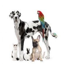Image for Groomindales LLC with ID of: 943283
