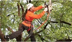 Image for San Antonio Tree Surgeons with ID of: 943442