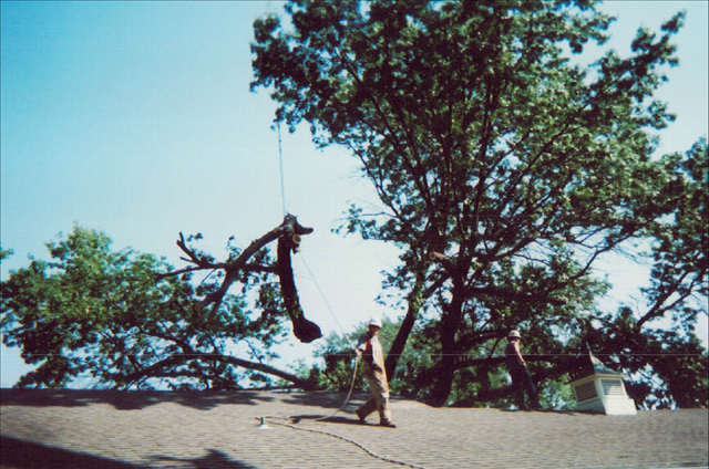 Image for Miller Tree Service with ID of: 944165