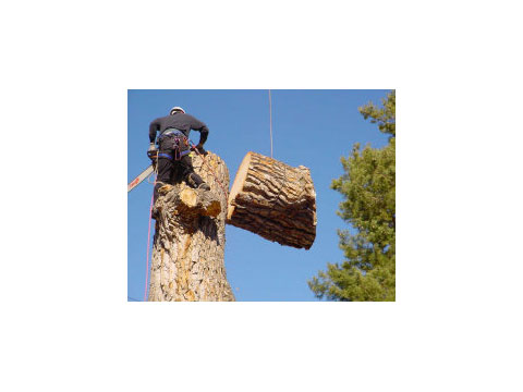 Image for R & J Tree Service with ID of: 944435