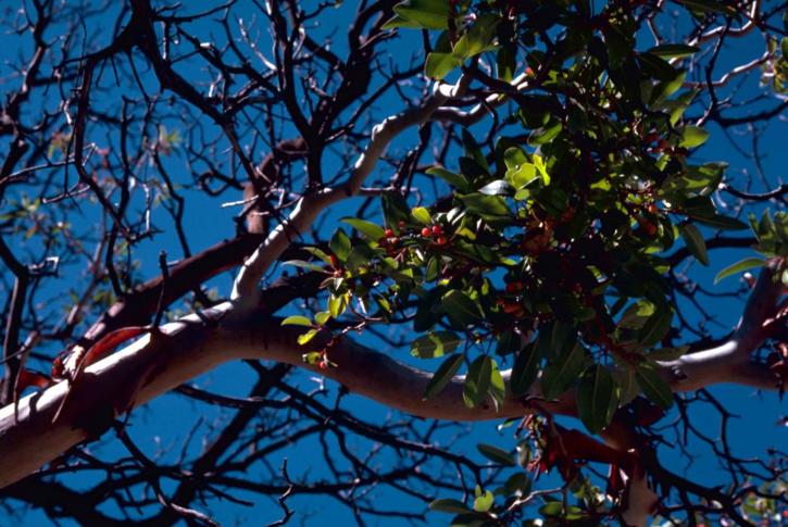 Image for Quality Tree Services with ID of: 944618