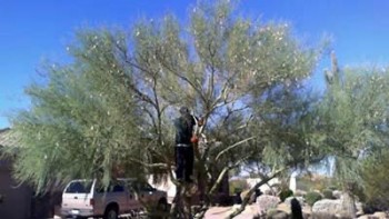 Image for Ultimate Tree and Yard Work with ID of: 945256