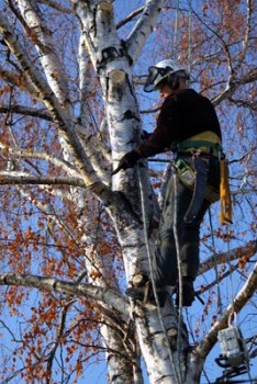 Image for Ultimate Tree and Yard Work with ID of: 945273