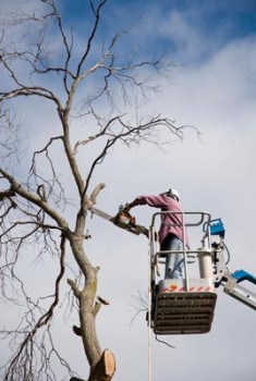 Image for Ultimate Tree and Yard Work with ID of: 945275