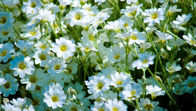 Image for Sergio's Lawn Services with ID of: 945615