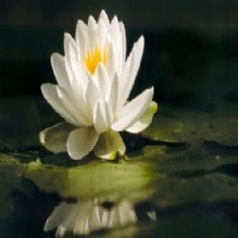 Image for Arlene Thompson Clinical Hypnotherapist with ID of: 945637