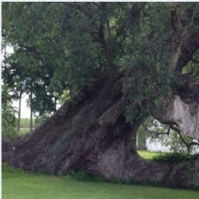 Image for Tree Specialist with ID of: 946811