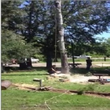 Image for Tree Specialist with ID of: 946812