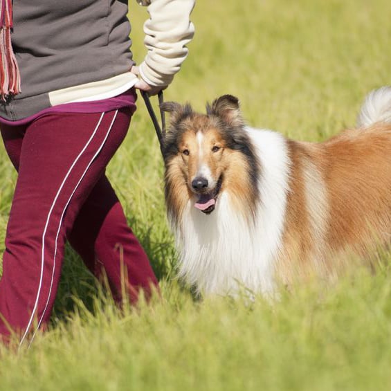 Image for Great River Pet Center with ID of: 947160