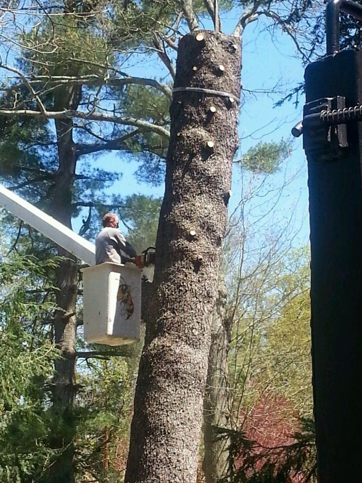 Image for Bumblebee Tree Service & Landscape Design LLC with ID of: 947433