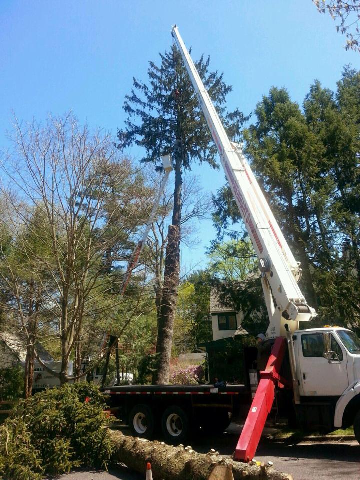 Image for Bumblebee Tree Service & Landscape Design LLC with ID of: 947435