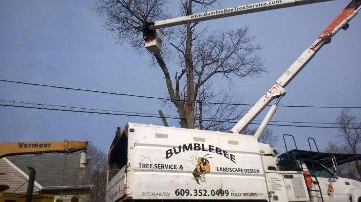 Image for Bumblebee Tree Service & Landscape Design LLC with ID of: 947437