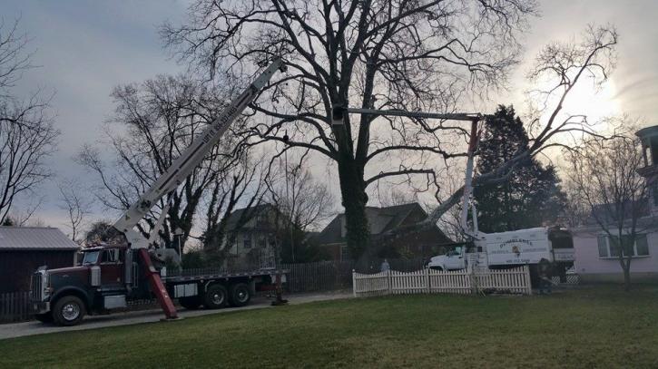 Image for Bumblebee Tree Service & Landscape Design LLC with ID of: 947438