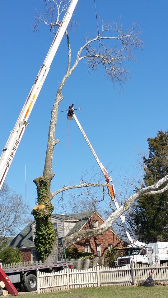 Image for Bumblebee Tree Service & Landscape Design LLC with ID of: 947439
