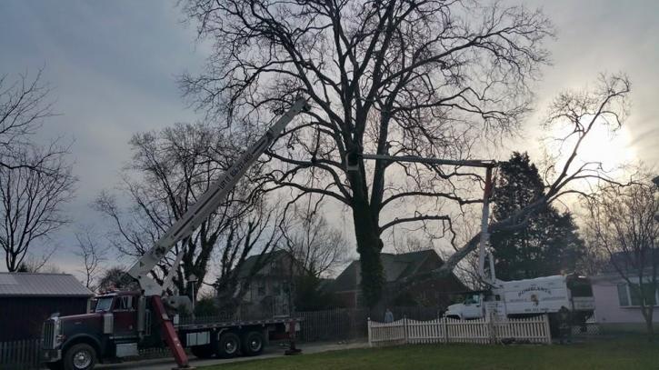 Image for Bumblebee Tree Service & Landscape Design LLC with ID of: 947440