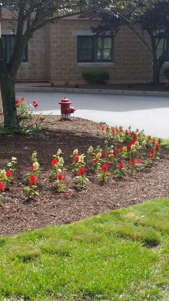 Image for Torillo's Landscaping with ID of: 951250