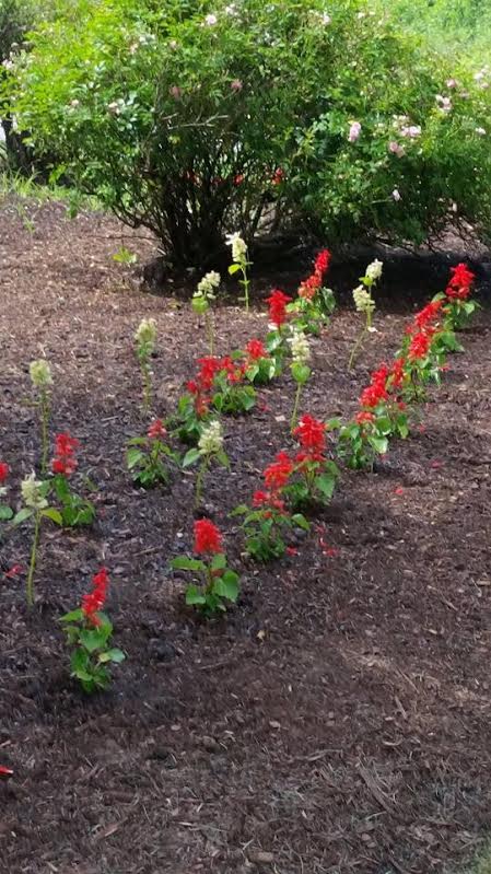 Image for Torillo's Landscaping with ID of: 951251