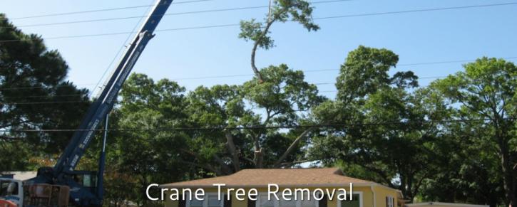 Image for Bloomfield Tree Removal & Trimming with ID of: 951336