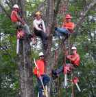 Image for Oakland Tree Removal & Trimming with ID of: 953283