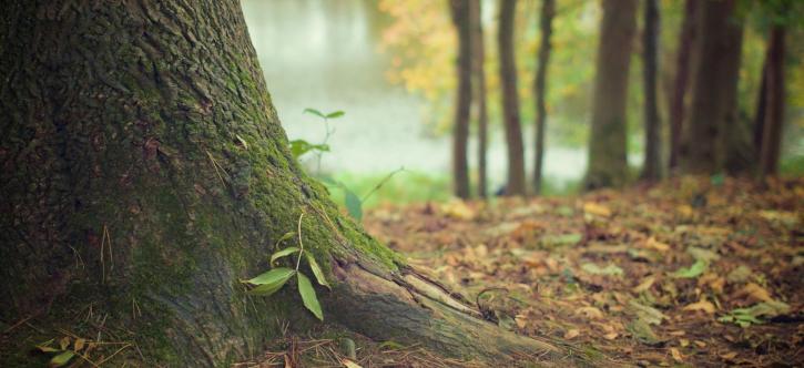 Image for Vega's Tree Services with ID of: 955213