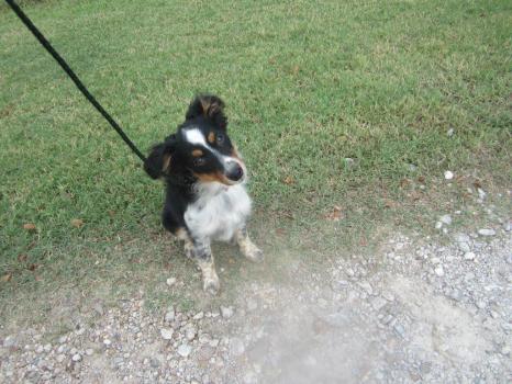 Image for Shelmar Kennels with ID of: 955965