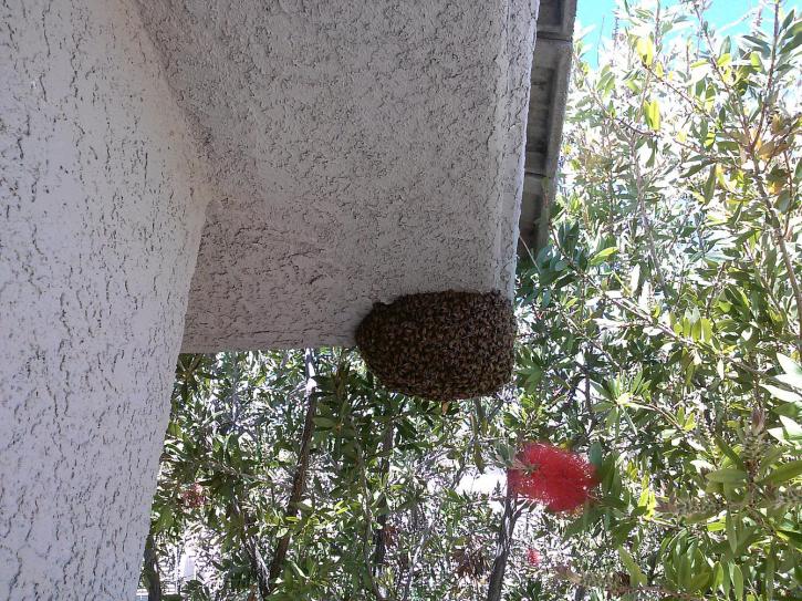 Image for Desert Swarm Bee Removal, LLC with ID of: 956307