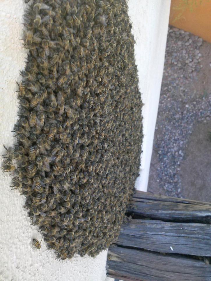 Image for Desert Swarm Bee Removal, LLC with ID of: 956311