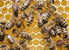 Image for Desert Swarm Bee Removal, LLC with ID of: 956313