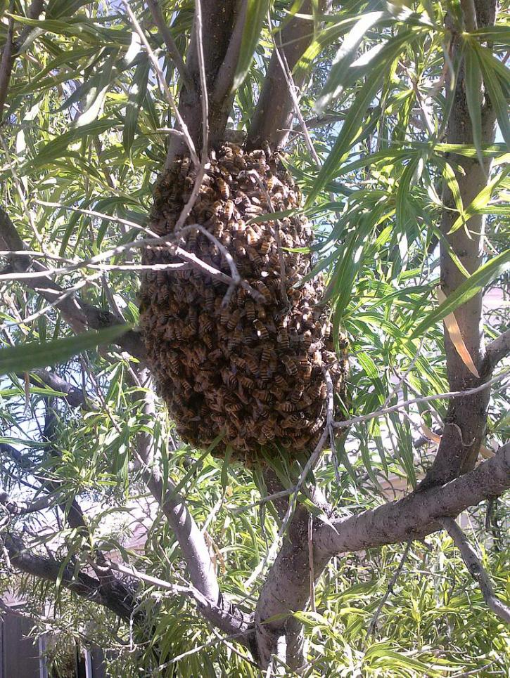 Image for Desert Swarm Bee Removal, LLC with ID of: 956315