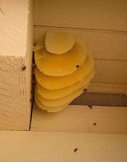 Image for Desert Swarm Bee Removal, LLC with ID of: 956333