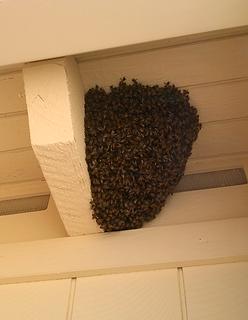 Image for Desert Swarm Bee Removal, LLC with ID of: 956341