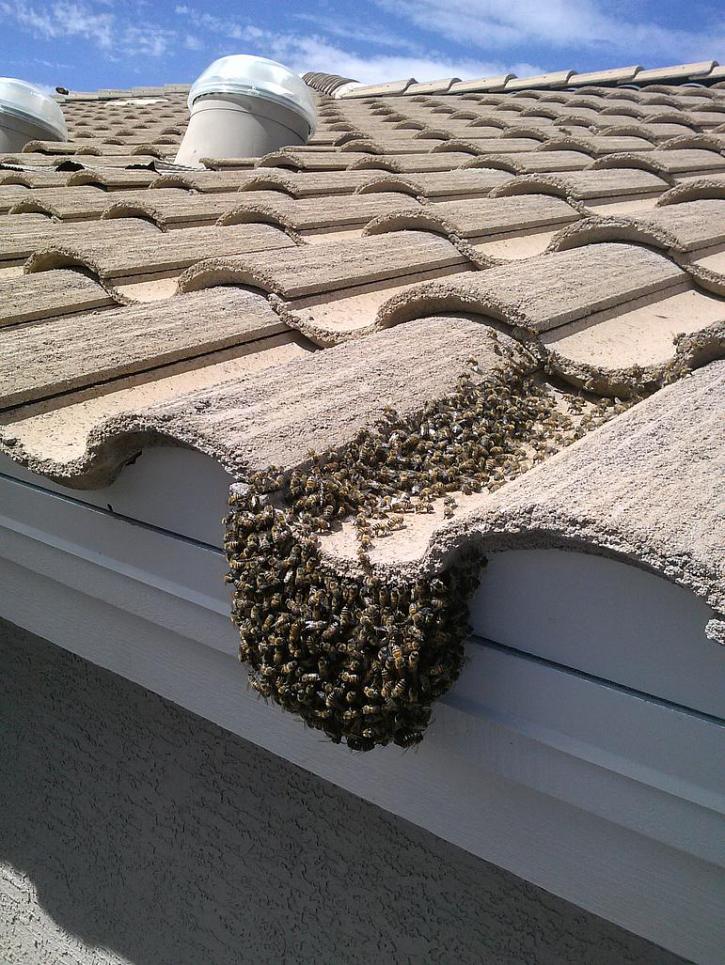 Image for Desert Swarm Bee Removal, LLC with ID of: 956343