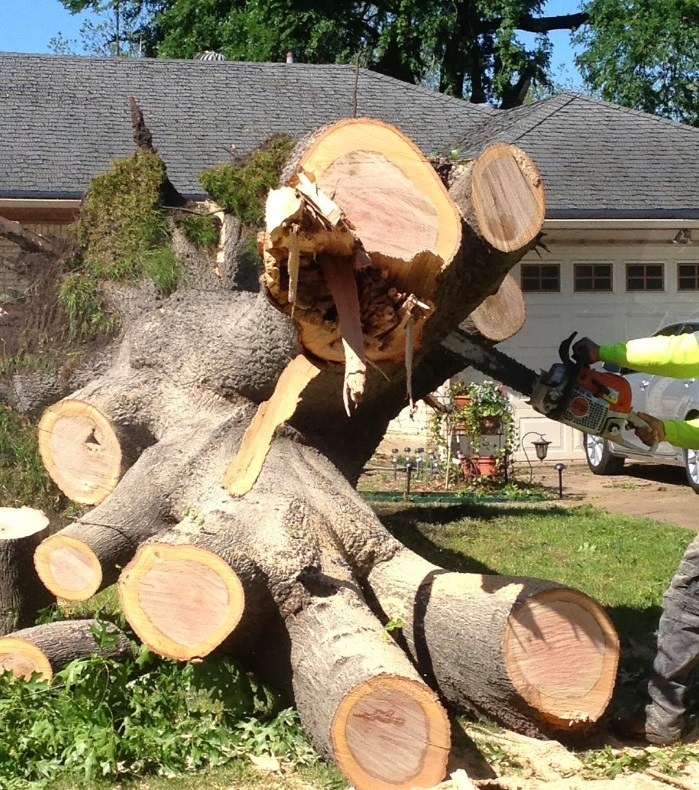 Image for A-1 Lawn & Tree Service with ID of: 956372