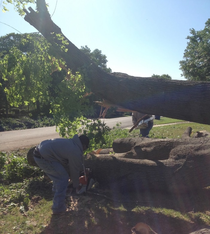 Image for A-1 Lawn & Tree Service with ID of: 956377