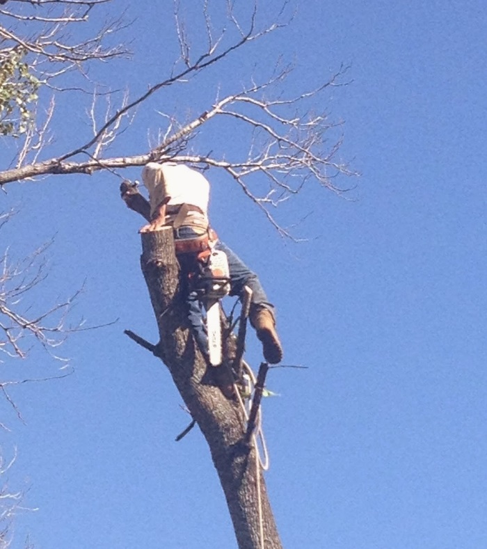 Image for A-1 Lawn & Tree Service with ID of: 956379