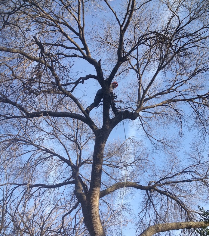 Image for A-1 Lawn & Tree Service with ID of: 956382