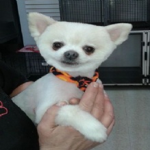 Image for All Paws Pet Grooming with ID of: 956436