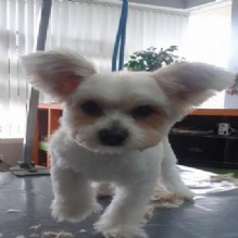 Image for All Paws Pet Grooming with ID of: 956438