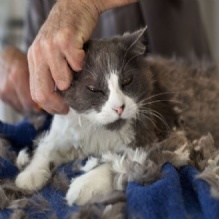 Image for All Paws Pet Grooming with ID of: 956439