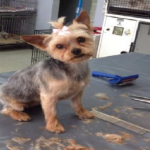 Image for All Paws Pet Grooming with ID of: 956440