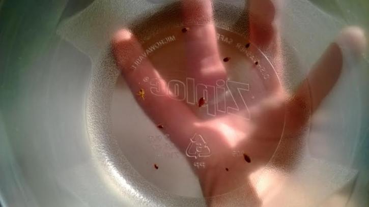 Image for pest control service with ID of: 958388