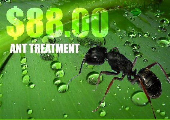 Image for New Leaf Pest Control with ID of: 958679