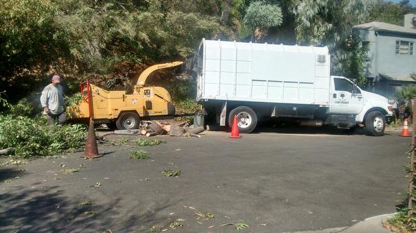 Image for Domingo's Tree Care with ID of: 963407